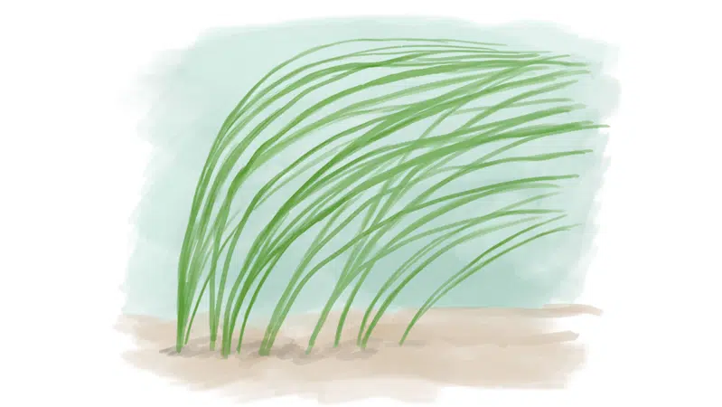 Tegning, der viser, at den hurtigtvoksende vandplante pindsvineknop kommer til at dominere i vandløb med hård grødeskæring